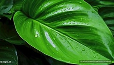 Home Decor - Penyebar Aroma untuk Tidur dengan Suara